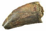 Serrated, Raptor Tooth - Real Dinosaur Tooth #238557-1